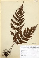 藏品(長葉鱗毛蕨)的圖片